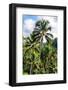 Dreamy Bali - Ubud Palm Trees Forest-Philippe HUGONNARD-Framed Photographic Print