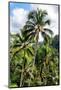 Dreamy Bali - Ubud Palm Trees Forest-Philippe HUGONNARD-Mounted Photographic Print