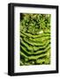 Dreamy Bali - Wild Rice Terraces-Philippe HUGONNARD-Framed Photographic Print