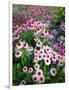 Dreamy Daisy Field-George Oze-Framed Photographic Print