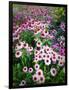 Dreamy Daisy Field-George Oze-Framed Photographic Print