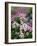 Dreamy Daisy Field-George Oze-Framed Photographic Print