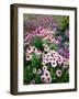 Dreamy Daisy Field-George Oze-Framed Photographic Print