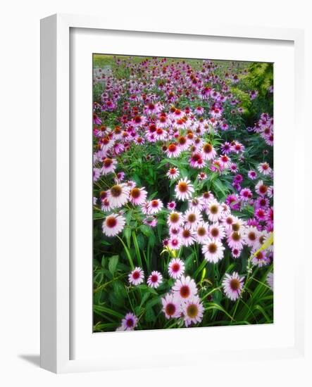 Dreamy Daisy Field-George Oze-Framed Photographic Print