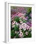 Dreamy Daisy Field-George Oze-Framed Photographic Print