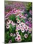 Dreamy Daisy Field-George Oze-Mounted Photographic Print