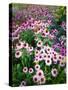 Dreamy Daisy Field-George Oze-Stretched Canvas