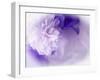 Dreamy Florals in Violet I-Eva Bane-Framed Photographic Print