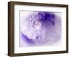 Dreamy Florals in Violet I-Eva Bane-Framed Photographic Print