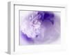 Dreamy Florals in Violet I-Eva Bane-Framed Photographic Print