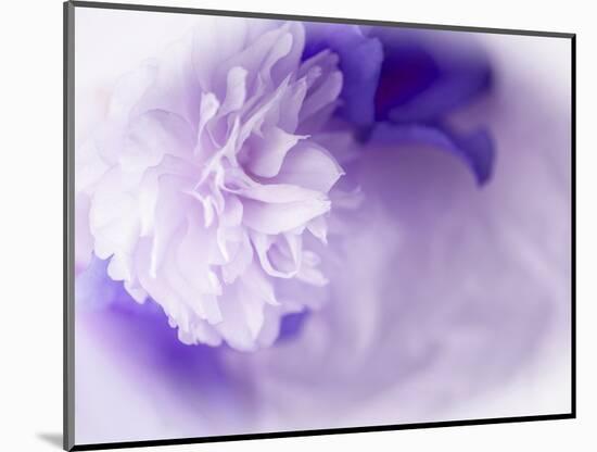 Dreamy Florals in Violet I-Eva Bane-Mounted Photographic Print