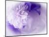 Dreamy Florals in Violet I-Eva Bane-Mounted Photographic Print