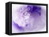 Dreamy Florals in Violet I-Eva Bane-Framed Stretched Canvas