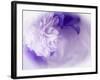 Dreamy Florals in Violet I-Eva Bane-Framed Photographic Print