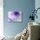 Dreamy Florals in Violet I-Eva Bane-Mounted Photographic Print displayed on a wall