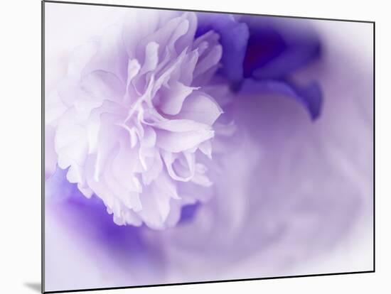 Dreamy Florals in Violet I-Eva Bane-Mounted Photographic Print