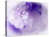 Dreamy Florals in Violet I-Eva Bane-Stretched Canvas