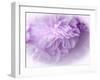 Dreamy Florals in Violet II-Eva Bane-Framed Photographic Print