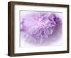 Dreamy Florals in Violet II-Eva Bane-Framed Photographic Print