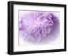 Dreamy Florals in Violet II-Eva Bane-Framed Photographic Print