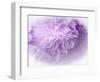 Dreamy Florals in Violet II-Eva Bane-Framed Photographic Print