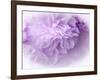 Dreamy Florals in Violet II-Eva Bane-Framed Photographic Print