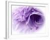 Dreamy Florals in Violet III-Eva Bane-Framed Photographic Print