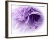 Dreamy Florals in Violet III-Eva Bane-Framed Photographic Print