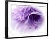 Dreamy Florals in Violet III-Eva Bane-Framed Photographic Print