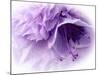 Dreamy Florals in Violet III-Eva Bane-Mounted Photographic Print