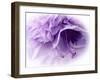 Dreamy Florals in Violet III-Eva Bane-Framed Photographic Print