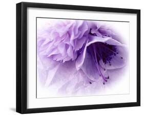 Dreamy Florals in Violet III-Eva Bane-Framed Photographic Print