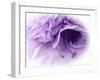 Dreamy Florals in Violet III-Eva Bane-Framed Photographic Print