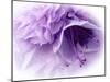 Dreamy Florals in Violet III-Eva Bane-Mounted Photographic Print