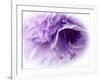 Dreamy Florals in Violet III-Eva Bane-Framed Photographic Print