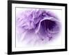 Dreamy Florals in Violet III-Eva Bane-Framed Photographic Print