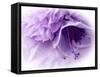 Dreamy Florals in Violet III-Eva Bane-Framed Stretched Canvas