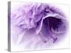 Dreamy Florals in Violet III-Eva Bane-Stretched Canvas