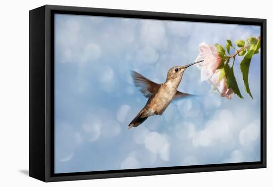 Dreamy Image Of A Hummingbird Feeding On A Pale Pink Hibiscus Flower-Sari ONeal-Framed Stretched Canvas