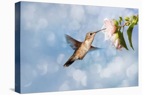 Dreamy Image Of A Hummingbird Feeding On A Pale Pink Hibiscus Flower-Sari ONeal-Stretched Canvas