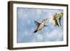 Dreamy Image Of A Hummingbird Feeding On A Pale Pink Hibiscus Flower-Sari ONeal-Framed Photographic Print