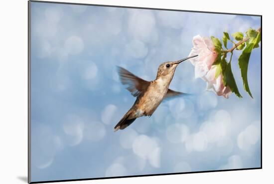 Dreamy Image Of A Hummingbird Feeding On A Pale Pink Hibiscus Flower-Sari ONeal-Mounted Photographic Print