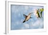 Dreamy Image Of A Hummingbird Feeding On A Pale Pink Hibiscus Flower-Sari ONeal-Framed Photographic Print