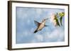 Dreamy Image Of A Hummingbird Feeding On A Pale Pink Hibiscus Flower-Sari ONeal-Framed Photographic Print