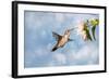 Dreamy Image Of A Hummingbird Feeding On A Pale Pink Hibiscus Flower-Sari ONeal-Framed Photographic Print