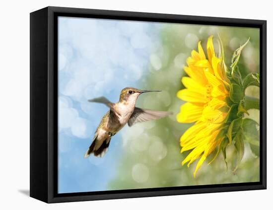 Dreamy Image Of A Hummingbird Next To A Sunflower-Sari ONeal-Framed Stretched Canvas