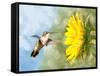 Dreamy Image Of A Hummingbird Next To A Sunflower-Sari ONeal-Framed Stretched Canvas