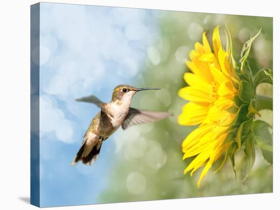 Dreamy Image Of A Hummingbird Next To A Sunflower-Sari ONeal-Stretched Canvas