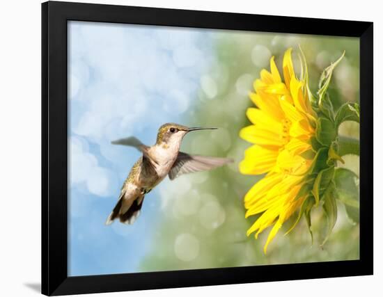 Dreamy Image Of A Hummingbird Next To A Sunflower-Sari ONeal-Framed Premium Photographic Print