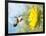 Dreamy Image Of A Hummingbird Next To A Sunflower-Sari ONeal-Framed Photographic Print